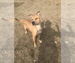 Small #2 American Pit Bull Terrier-American Staffordshire Terrier Mix