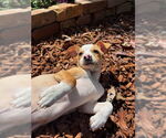 Small #1 Chihuahua Mix