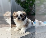 Small Shih Tzu