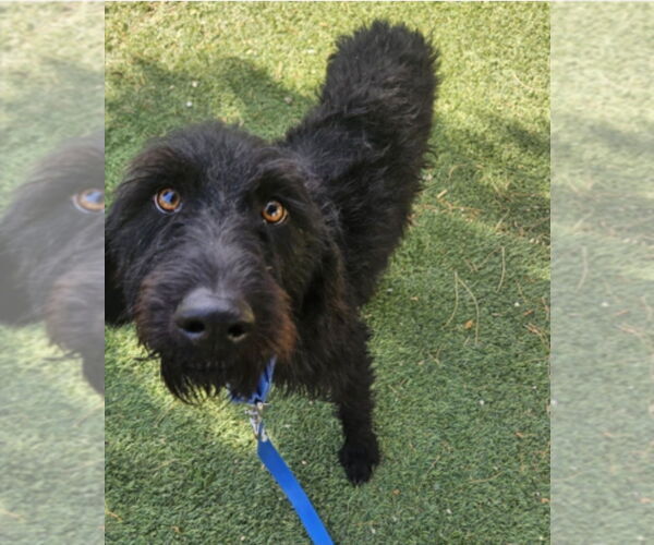 Medium Photo #4 Mutt Puppy For Sale in Lakewood, CO, USA