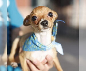 Chihuahua Dogs for adoption in San Antonio, TX, USA