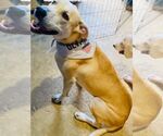 Small #8 Labrador Retriever Mix