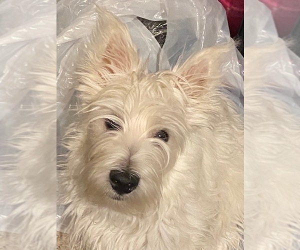 Medium Photo #1 West Highland White Terrier Puppy For Sale in FILLMORE, CA, USA