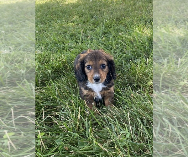 Medium Photo #3 Dachshund Puppy For Sale in CANOGA, NY, USA