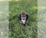 Small #2 Dachshund