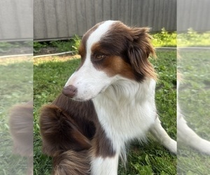Mother of the Australian Shepherd puppies born on 07/15/2025