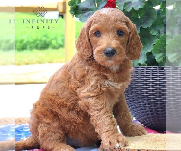 Medium Photo #1 Goldendoodle Puppy For Sale in RONKS, PA, USA