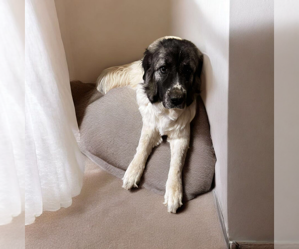 Medium Photo #1 Great Pyrenees-Unknown Mix Puppy For Sale in Vail, AZ, USA