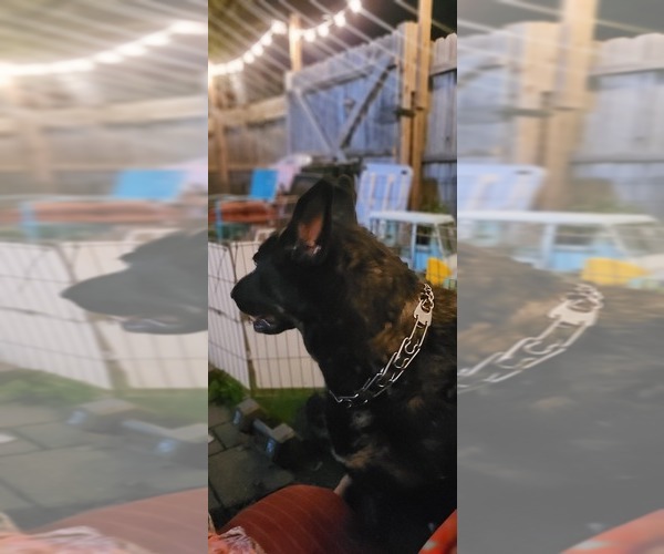 Medium Photo #4 German Shepherd Dog Puppy For Sale in AKRON, OH, USA