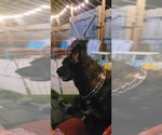 Small #3 German Shepherd Dog