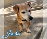 Small #22 Dachshund Mix