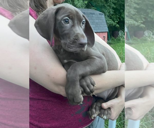 Medium Photo #176 Great Dane Puppy For Sale in SPRAGGS, PA, USA