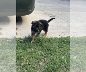 German Shepherd Dog Puppy for sale in ELGIN, OK, USA