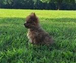 Small Photo #15 Yoranian Puppy For Sale in LEWISBURG, KY, USA