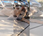 Small #4 Mutt