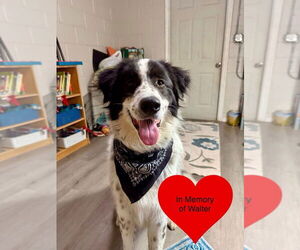 Mutt Dogs for adoption in San Leon, TX, USA