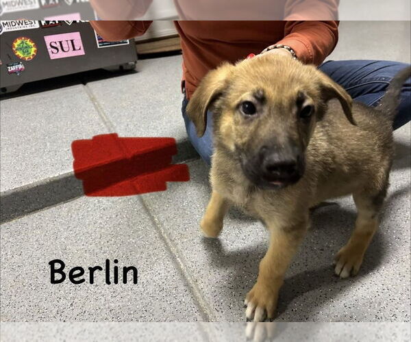 Medium Photo #2 German Shepherd Dog-Unknown Mix Puppy For Sale in Imlay City, MI, USA