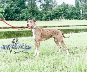 Mother of the Great Dane puppies born on 09/02/2023