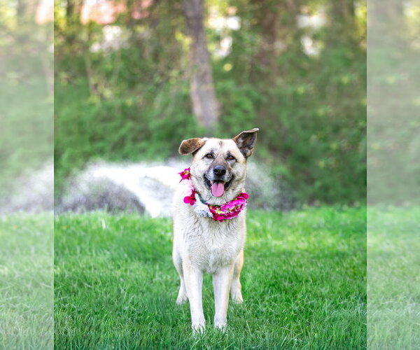 Medium Photo #2 German Shepherd Dog-Unknown Mix Puppy For Sale in Unionville, PA, USA