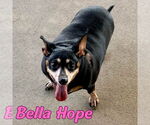 Small Photo #41 Dachshund-Unknown Mix Puppy For Sale in San Antonio, TX, USA