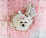 Small #19 Maltese