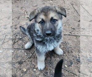 German Shepherd Dog Puppy for sale in ROBINSON, TX, USA