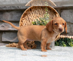 Puppy Leslie Dachshund