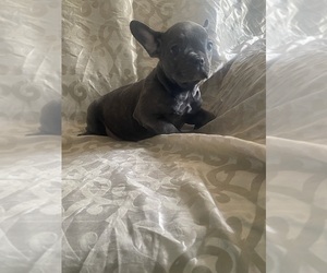 French Bulldog Puppy for sale in NORTH CHARLESTON, SC, USA