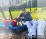 Small #23 American Staffordshire Terrier-Boxer Mix