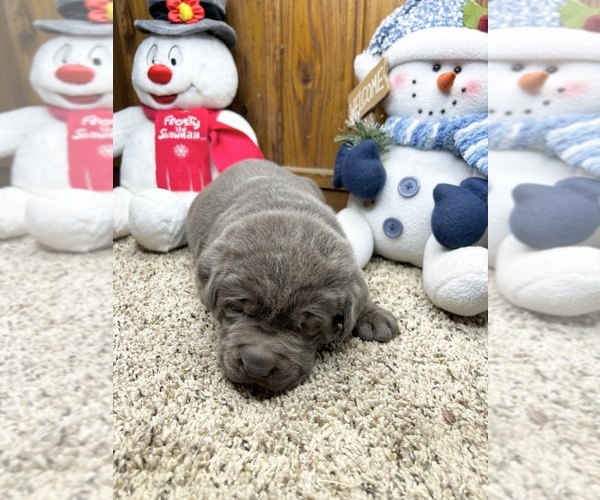 Medium Photo #4 Labrador Retriever Puppy For Sale in NEOLA, WV, USA