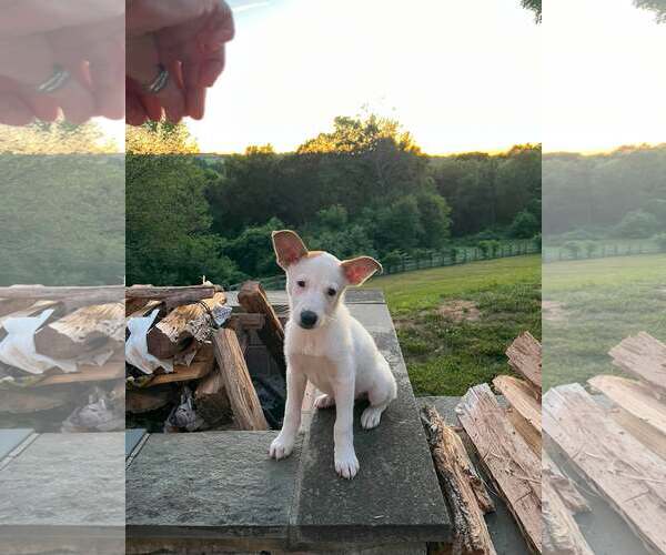 Medium Photo #11 Mutt Puppy For Sale in pomfret, CT, USA