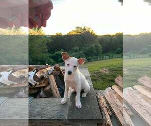 OLIVE - Female Mutt Dog for Adoption - Photo #11
