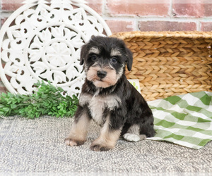 Schnauzer (Miniature) Puppy for sale in SYRACUSE, IN, USA