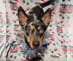 Small #5 Australian Shepherd Mix