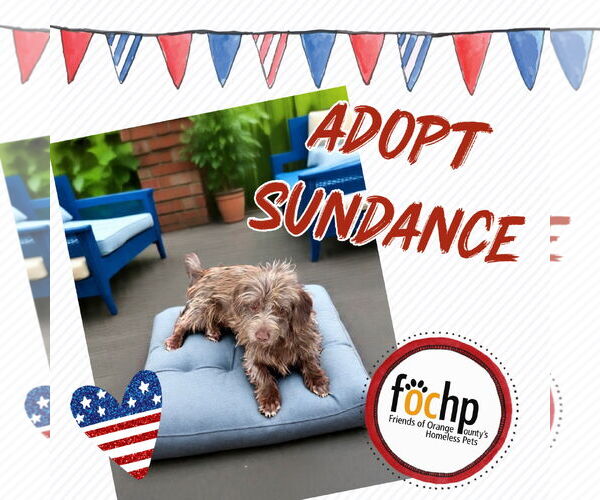Medium Photo #1 Havanese Puppy For Sale in Menifee, CA, USA