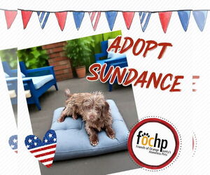 Havanese Dogs for adoption in Menifee, CA, USA