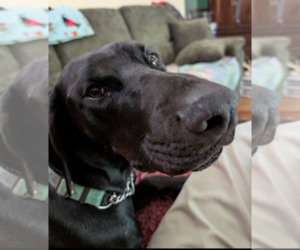 Doberman Pinscher Dogs for adoption in Buffalo, MN, USA