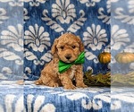 Small Photo #2 Bichpoo Puppy For Sale in CHRISTIANA, PA, USA