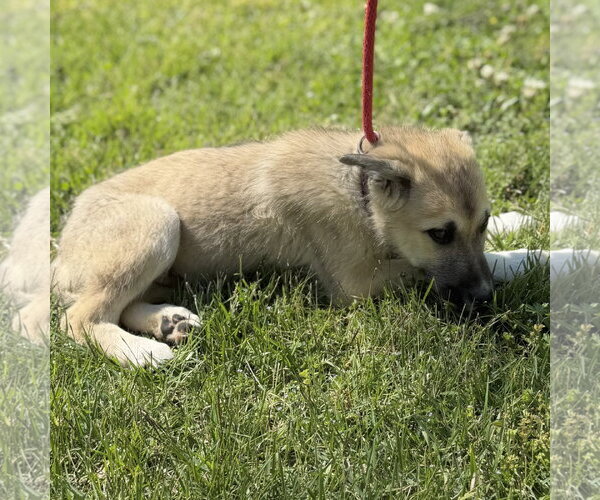 Medium Photo #3 German Shepherd Dog-Great Pyrenees Mix Puppy For Sale in Yardley, PA, USA