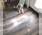 Small #1 Shih Tzu Mix