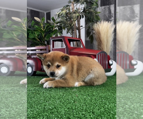 Medium Photo #3 Shiba Inu Puppy For Sale in CANOGA, NY, USA