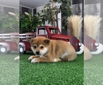 Small #2 Shiba Inu