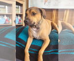 Small #2 Beagle Mix