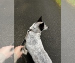 Small #2 Australian Cattle Dog