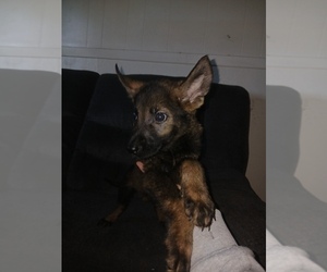 German Shepherd Dog Puppy for sale in MERCED, CA, USA