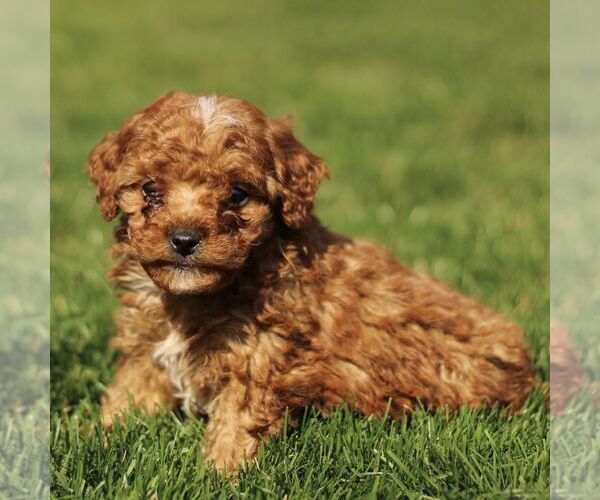 Medium Photo #4 Cavapoo (Miniature) Puppy For Sale in RONKS, PA, USA