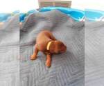Small Photo #17 Doberman Pinscher Puppy For Sale in GOLDSBORO, NC, USA