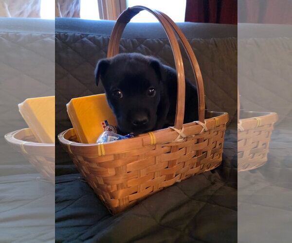 Medium Photo #5 Mutt Puppy For Sale in New London, WI, USA