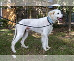 Small #3 Great Pyrenees