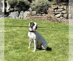 Small #3 Boxer Mix